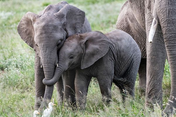 Africa-Kenya-Amboseli National Park Close-up of juvenile elephant
